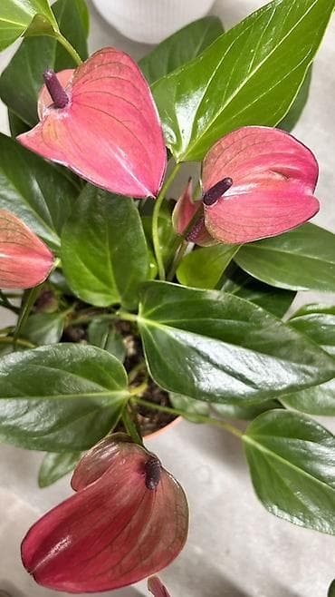 антуриум: Антуриум (Anthurium) — комнатное декоративно-цветущее растение с — 5
