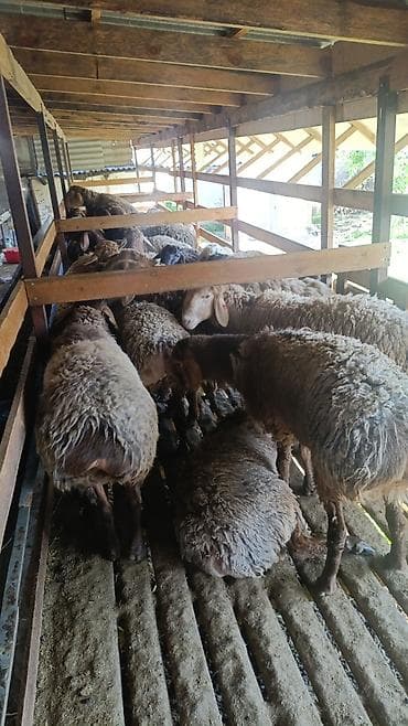 алабай итер: Продаю | Овца (самка) | Для разведения | Племенные — 1
