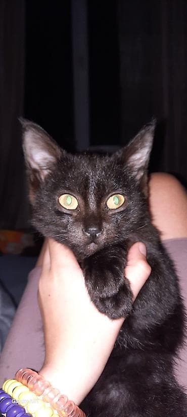 кошка домашный: Кошка даром: Беспородная, 9 месяцев, Мальчик — 5