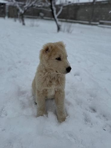 авчарка шенки: Алабай
Дата рождения: 21.12.2025 — 6