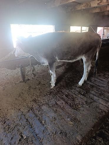 аквариум продаю: Продаю | Тёлка | Для разведения | Нетель — 2