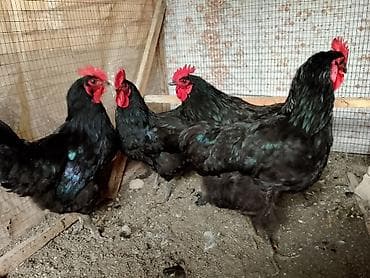 мускусные утята: Продаю | Куры | Для разведения — 2