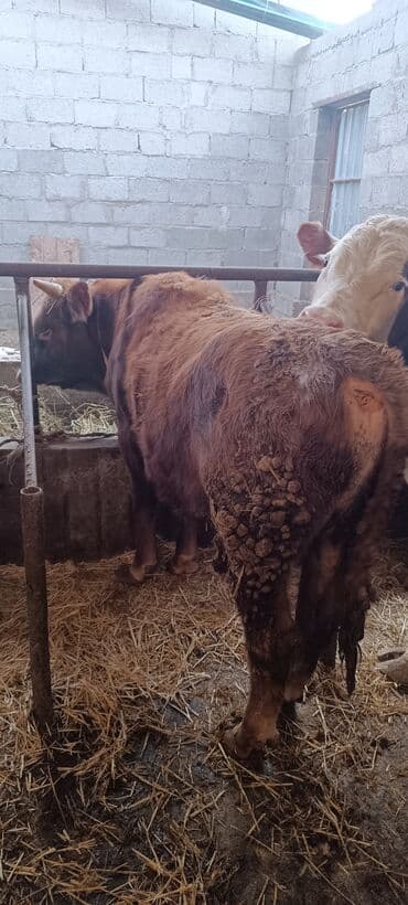 бравекто для собак бишкек: Продаю | Бык (самец) | На откорм | Привязанные — 3