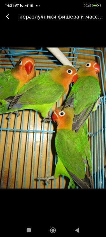 Попугаи. Неразлучники. Так же есть и другие породы Волнистые, Кареллы