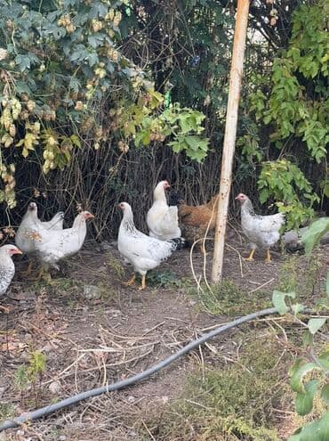 курица живая: Сатам | Тооктор | Үй | Көбөйтүү үчүн — 1