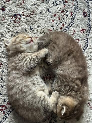 Мышыктар: Пушистые котята, окрасы серый/шоколадный табби. Возраст 2 месяца — 1