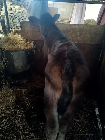 уй сатылат бишкек 2022: Сатам | Бука (эркек) | Ангус | Көбөйтүү үчүн | Жасалма уруктандырылган — 7