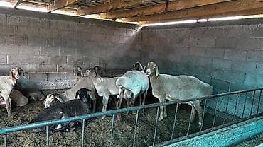 свинкс кошки: Продаю | Овца (самка) | Арашан | Для разведения — 2