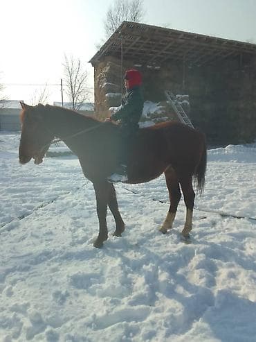 щенок немецкой овчарки цена: Продаю | Кобыла (самка) | Полукровка | Конный спорт — 1