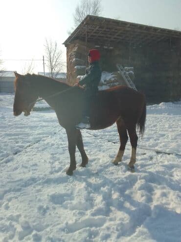 Услуги ветеринара: Продаю | Конь (самец) | Конный спорт — 1