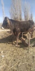номер приюта для животных бишкек: Продаю | Бык (самец) | На откорм, На забой — 6