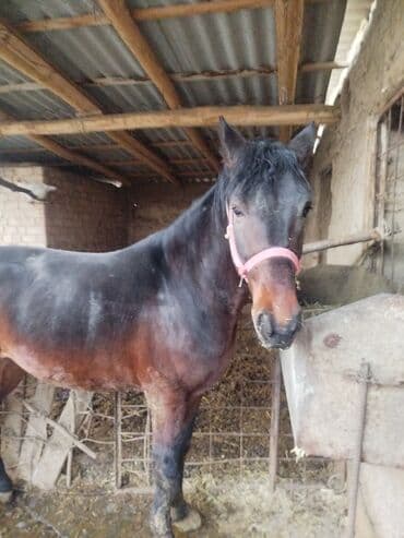 продажа кормов для сельскохозяйственных животных: Продаю | Жеребенок | Рабочий — 3