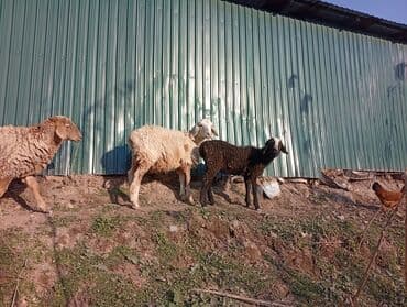 Рыбы: Продаю | Ягненок — 5