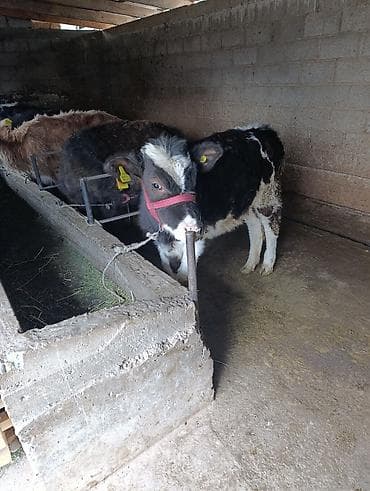 Продаю | Музоо, торпок | На откорм | Привязанные