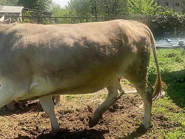 вызов ветеринара на дом бишкек: Продаю | Корова (самка) | Швицкая | Для разведения, Для молока | Привязанные — 2