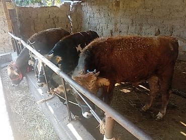 Продаю | Бык (самец) | Швицкая | На откорм at lalafo.kg Продаю | Бык (самец) | Швицкая | На откорм