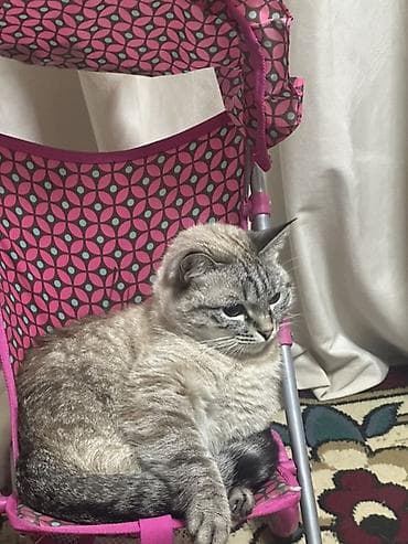 Коляски: В связи с переездом отдадим домашнюю кошку в добрые любящие руки не — 2