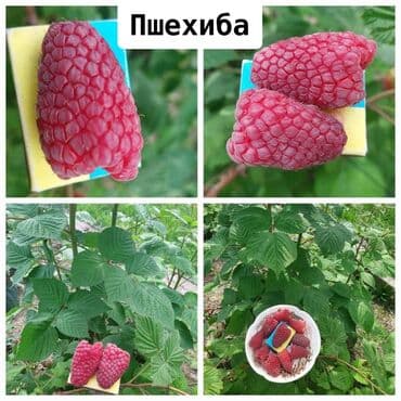саженцы клубника опт, саженцы клубника от производителя, купить саженцы клубники оптом, саженцы клубники оптовая, саженцы клубники партия, саженцы клубники азия опт, саженцы клубники азия производитель, саженцы клубники альба опт, саженцы клубники прими п: Рассада : Малина, Самовывоз, Бесплатная доставка, Платная доставка — 2