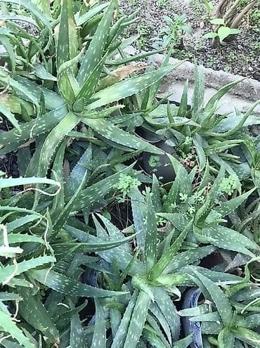 открытый: Алоэ (суccулент, декоративно‑лекарственное растение) в горшках — 4