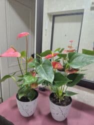 падставка для цветов: Этажерка для цветов, Новый, Железо, Самовывоз, Платная доставка — 17