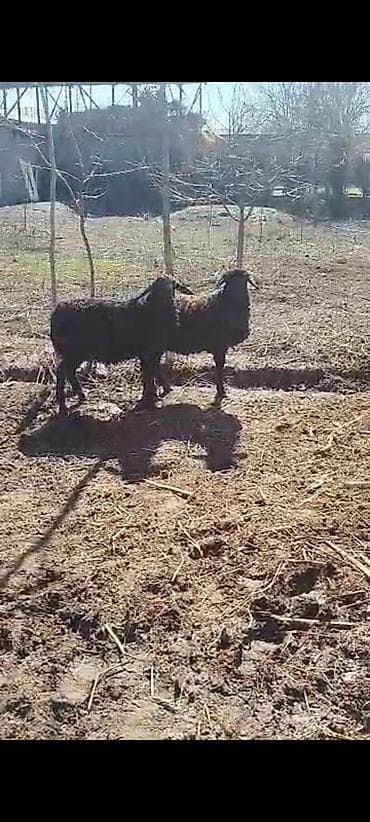 антигравийная пленка: 2 ки козу сатьлат — 2