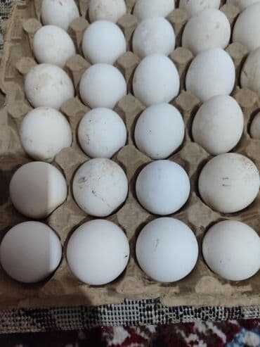 куры доминанты: Продаю | Куры | Леггорн | Несушки — 4