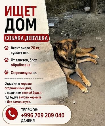 собачий рынок: Собака даром: Дворняжка, 1 год, Самка — 1