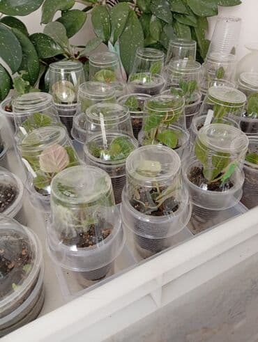 купить комнатные цветы в бишкеке дешево: Продаю укоренённые комнатные цветы: пальма панданус, хойя, деток — 4