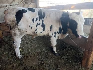 Продаю | Бык (самец) | Голштин | Для разведения | Осеменитель at lalafo.kg Продаю | Бык (самец) | Голштин | Для разведения | Осеменитель