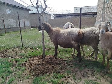 минни ат: Продаю | Овца (самка) | Романовская | Для разведения | Ярка — 2