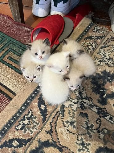 котята сиамской кошки: Котята с колор-пойнт окраcом (сиамский/снежный) и голубыми глазами — 1