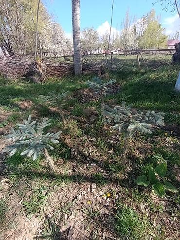 детскую кроватку кроватка к: Ель голубая (Picea pungens ‘Glauca’) — декоративные саженцы. Голубая — 2