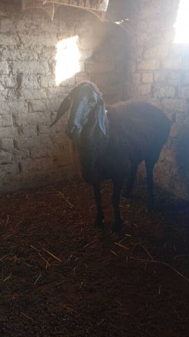 сх животные и товары: Продаю | Овца (самка) — 1