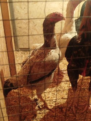 цыплята беловодск: Продаю | Куры — 3