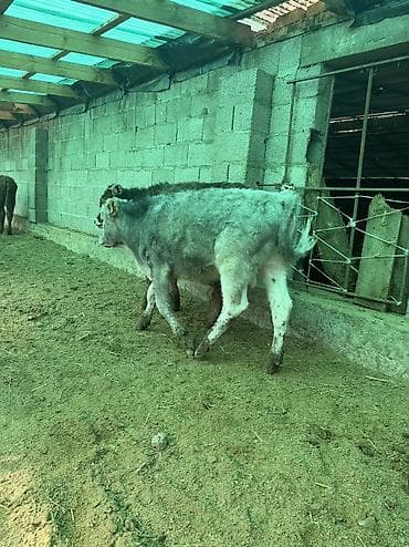 Товары и оборудование для с/х животных: Продаю | Бык (самец) — 6