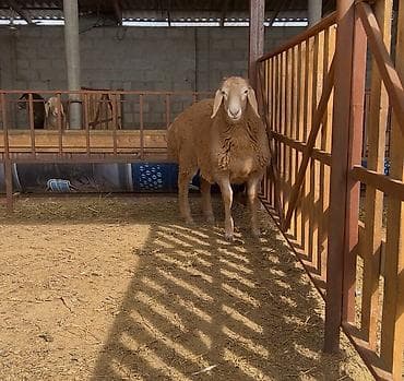 кочко: Продаю | Овца (самка), Ягненок, Баран (самец) | Для разведения | Племенные — 3