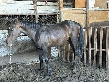 продажа коня: Продаю | Конь (самец) | Рабочий | Мерин — 1