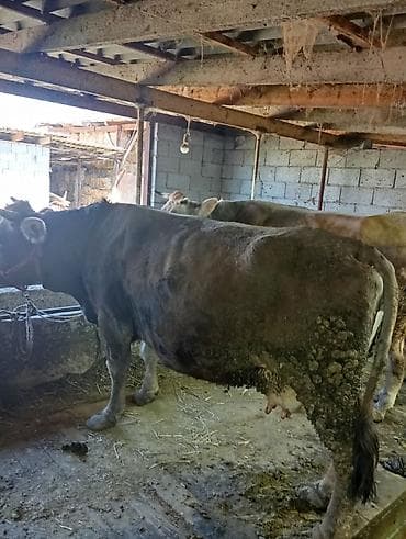 карова парода: Продаю | Корова (самка) | Швицкая | Для молока | Привязанные — 9