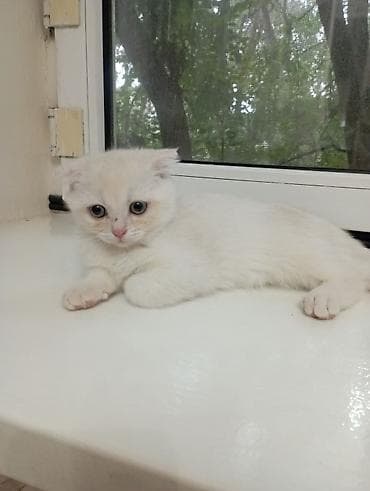 котёнок токмок: Скотиш Фолд (Шотландская вислоухая), 4 месяца, Мальчик — 1