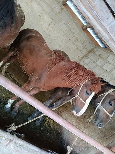 алабай: фото щенки: Продаю | Жеребец | Рабочий — 3