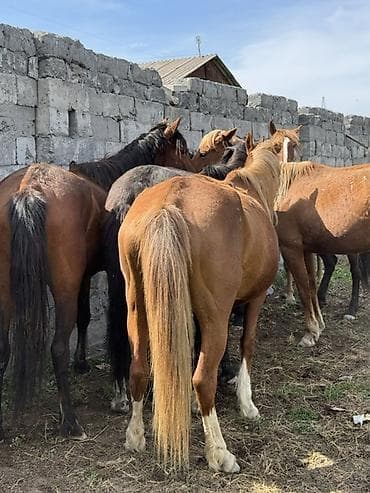 куна: Продаю | Кобыла (самка) | Для молока, Рабочий | Племенные — 8