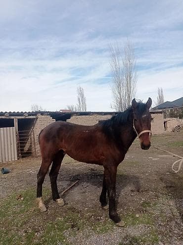 Продаю | Конь (самец) | Конный спорт