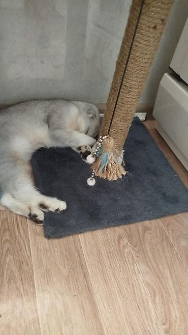 продам вислоухого котенка: Вязка: Скотиш Фолд (Шотландская вислоухая), Мальчик, 1 год, С документами, Серебристая шиншилла — 6