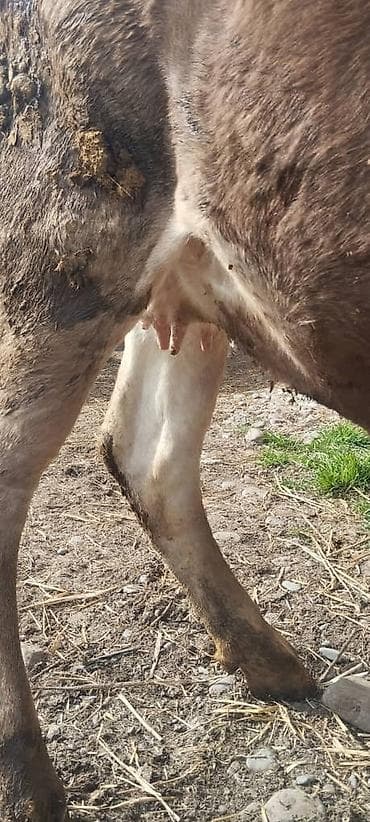 Аквариумдар: Сатам | Уй (ургаачы) | Сүт алуу үчүн — 4