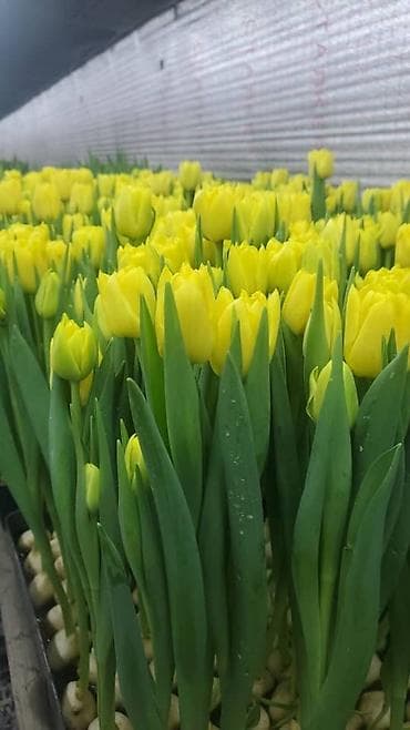 оформление цветов: Организация мероприятий | Букеты, флористика — 4