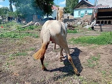 кошка каракол: Сатам | Байтал | Ат спорту — 6
