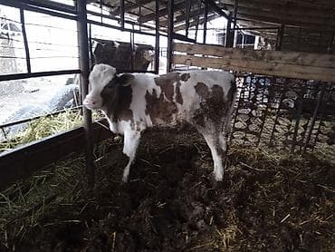 пони лощадь: Продаю | Бык (самец) | На откорм — 3