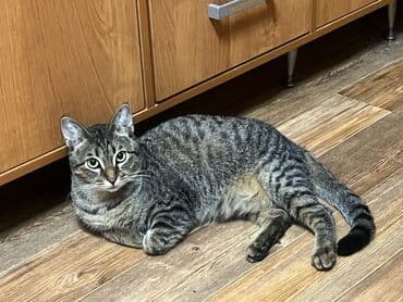 Коты и кошки возраст 5-6 месяцев . Стерилизованы привиты обработаны от at lalafo.kg Коты и кошки возраст 5-6 месяцев . Стерилизованы привиты обработаны от