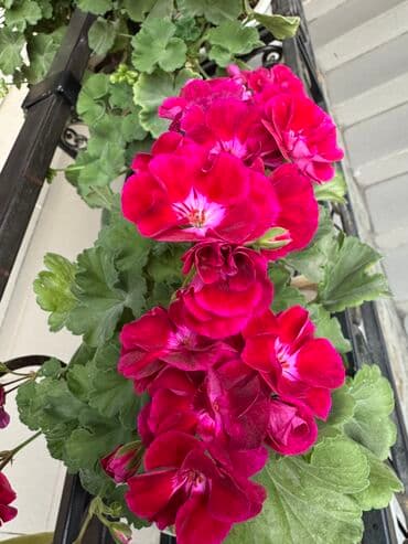 саженцы роз: Герань в горшке, цветущая ! Красивый розовый оттенок, листья красивые! — 4