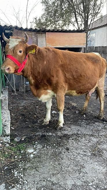 Үй жаныбарлары үчүн товарлар: Сатам | Уй (ургаачы) | Симментал | Сүт алуу үчүн — 6